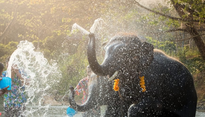 Chiang mai elephants thailand play songkran festival