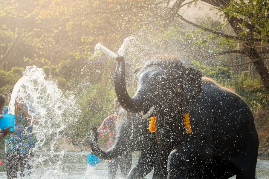 Chiang mai elephants thailand play songkran festival