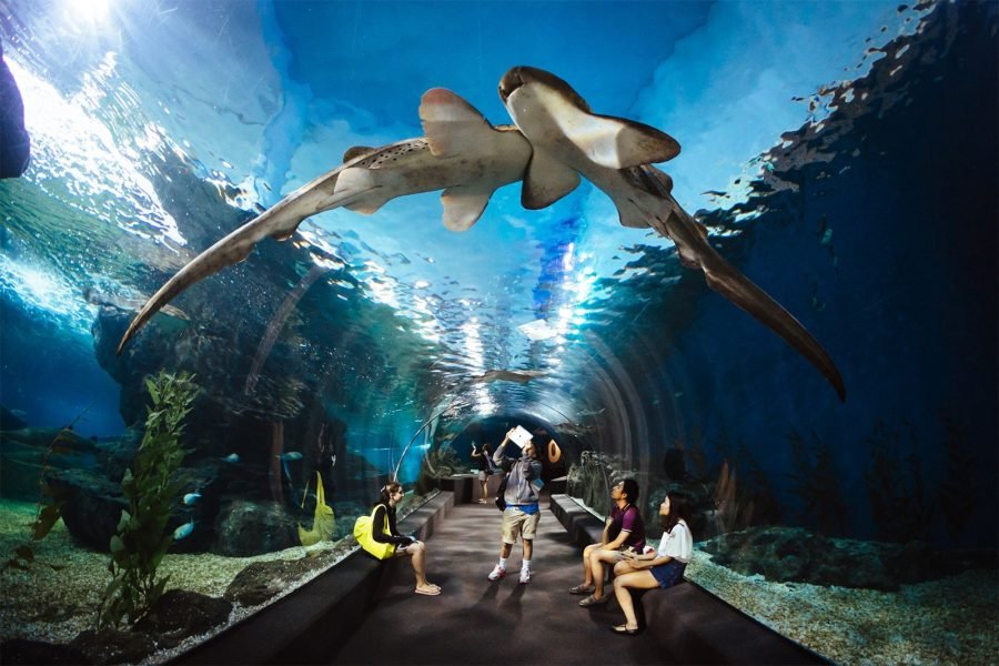 Madame Tussauds and Sea Life Ocean (Private Transfers)
