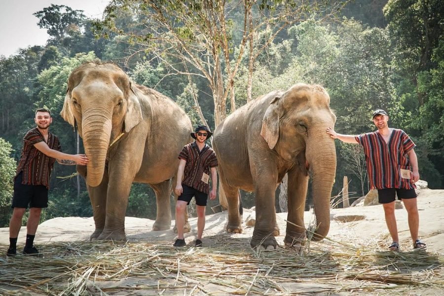 elephant jungle sanctuary chiang mai