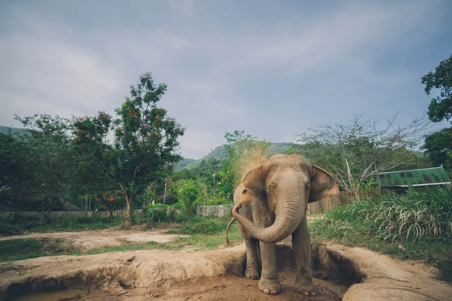 Kingdom of Giants – Samui Elephant Encounter