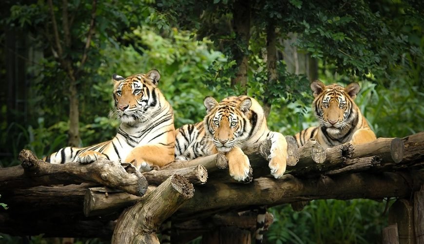 Chiang Mai: Night Safari