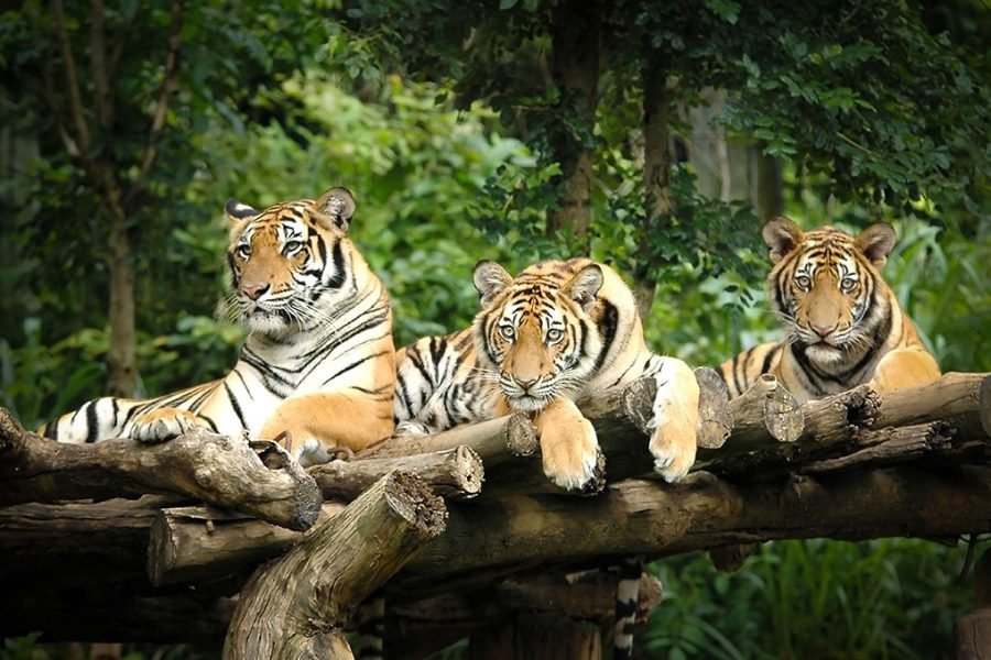 Chiang Mai: Night Safari