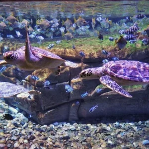 Phuket: Aquarium Phuket and Trick Eye Museum
