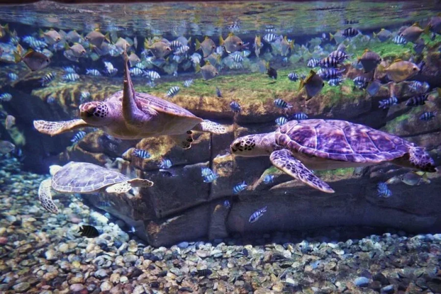 Phuket: Aquarium Phuket and Trick Eye Museum