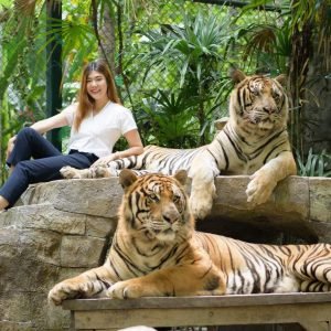 Chiang Mai: Meet the Majestic Tigers at Tiger Kingdom